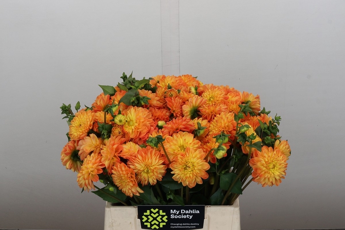 <h4>Dahlia Souvenir Dete</h4>