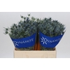 Eryngium Blue Dynamite