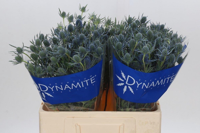 <h4>Eryngium Blue Dynamite</h4>