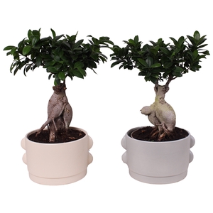 Ficus m. Ginseng Ball Shape Ø20cm in Ø26cm Ceramic SE496