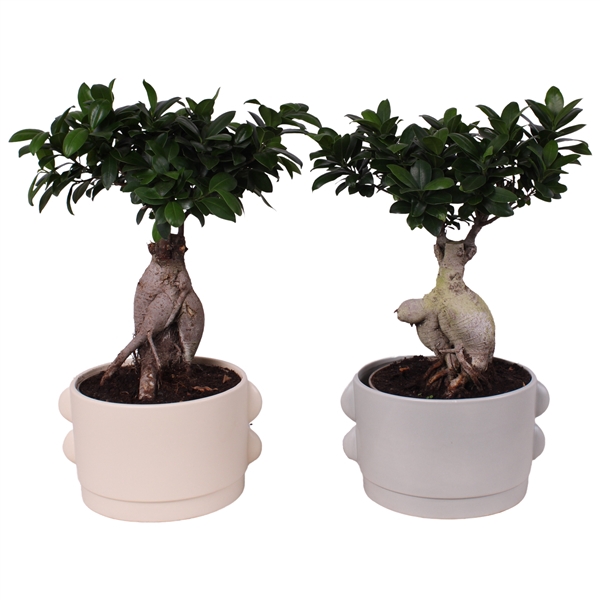 <h4>Ficus m. Ginseng Ball Shape Ø20cm in Ø26cm Ceramic SE496</h4>