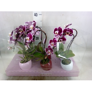 Phalaenopsis   ...red