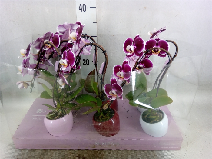 <h4>Phalaenopsis   ...red</h4>