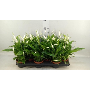 Spathiphyllum  'Chopin'