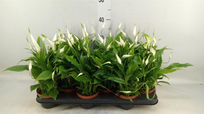 <h4>Spathiphyllum  'Chopin'</h4>