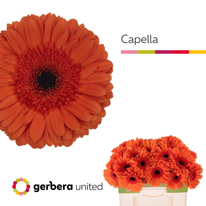 <h4>Gerbera Capella Water</h4>