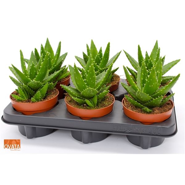 <h4>ALOE PERFOLIATA</h4>