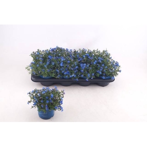 LITHOD DIF HEAVEN BL