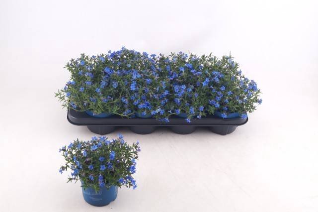 <h4>LITHOD DIF HEAVEN BL</h4>