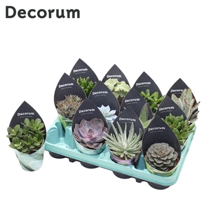 Succulenten Mix (12spc.) (decorum) Decorum Potcover