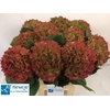 Hydrangea elbtal classic
