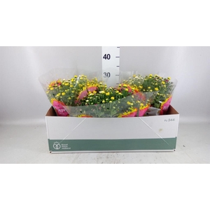 Chrysanthemum   ..mix/pot