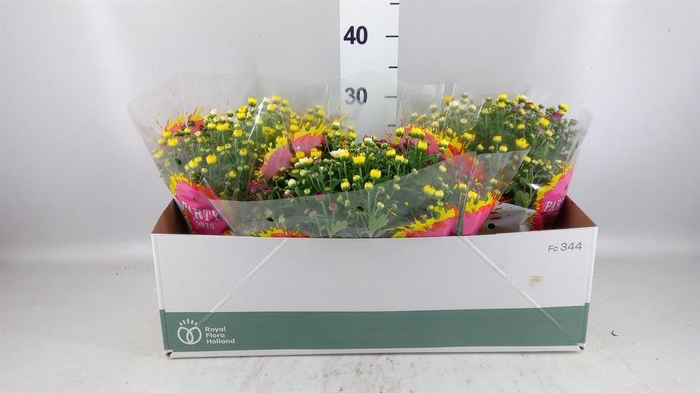 <h4>Chrysanthemum   ..mix/pot</h4>
