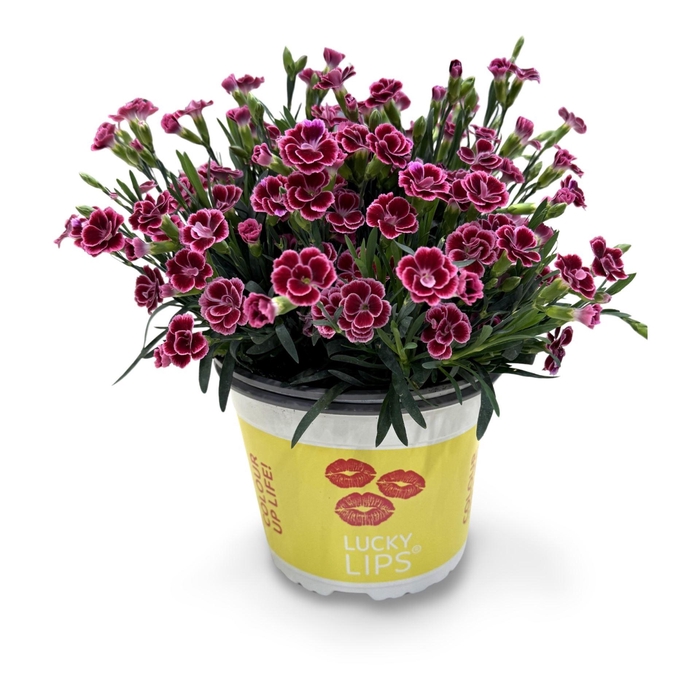<h4>Dianthus (Allwoodii Grp) Lucky Lips</h4>