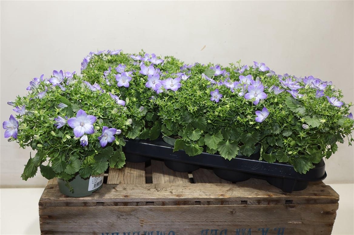 <h4>arr8 Camp Fancy Mee</h4>