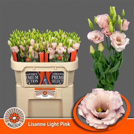 <h4>Eustoma G Lisanne Light Pink</h4>