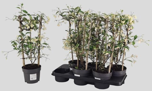 <h4>TRAC JASMINOIDES</h4>