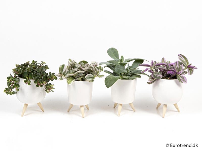 E 4267 E 2052  milano hvid m