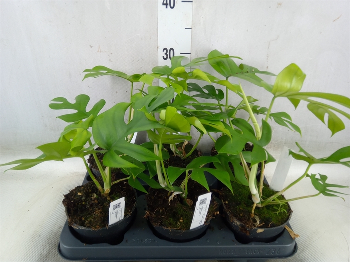 <h4>Monstera delic. 'Little Sister'</h4>