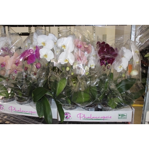 PHALAENOPSIS CASCATA P15 MIN 5 FLS