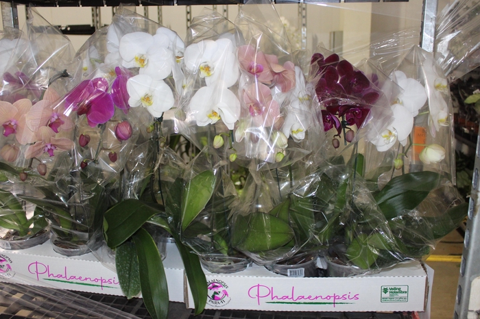<h4>PHALAENOPSIS CASCATA P15 MIN 5 FLS</h4>