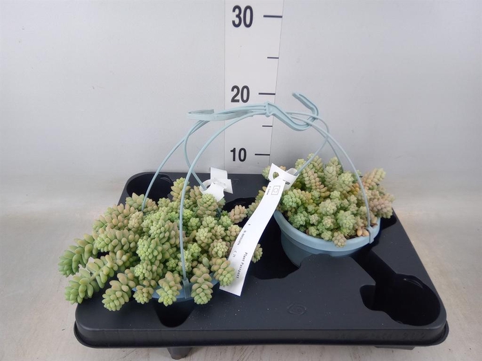 <h4>Sedum burrito</h4>