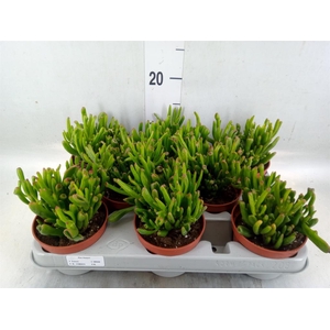 Crassula ovata 'Gollum'