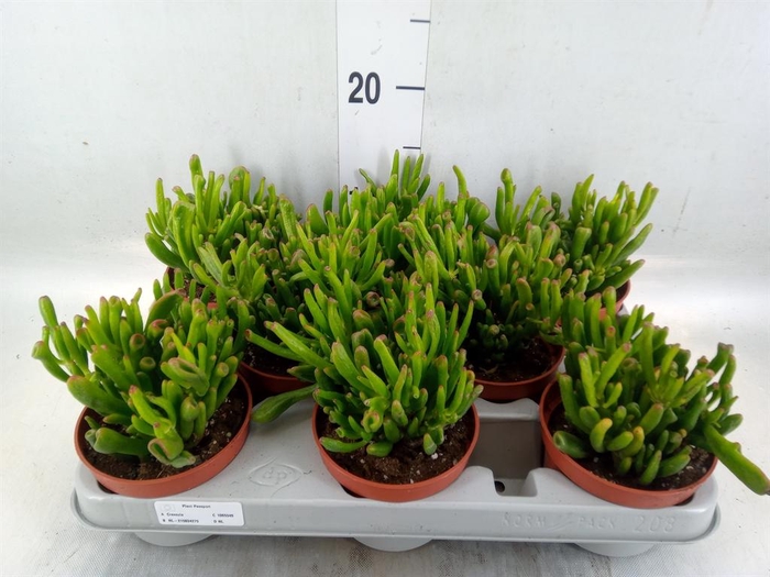 <h4>Crassula ovata 'Gollum'</h4>