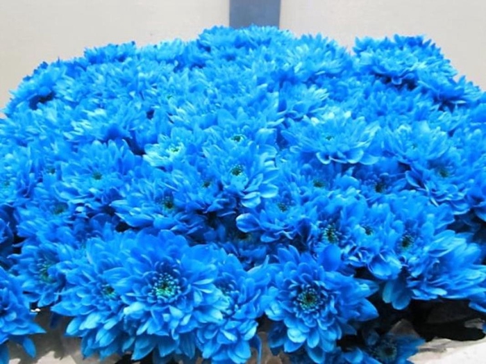 <h4>CHR T EURO LIGHT BLUE</h4>