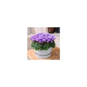 Cyclamen persicum a petite fleur 'Ssdblue001'