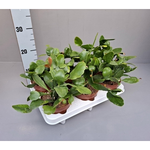 Rhipsalis Crispata 'amstel'