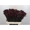 Leucadendron Saf Sunset Dark R.