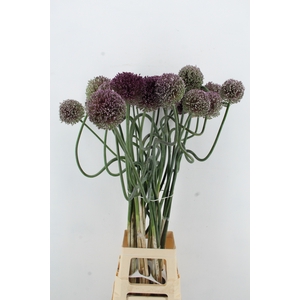 ALLIUM JAPAN STYLE XL