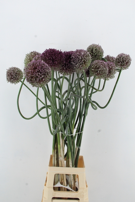 <h4>ALLIUM JAPAN STYLE XL</h4>