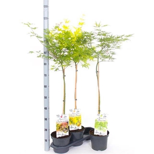 ACER OV