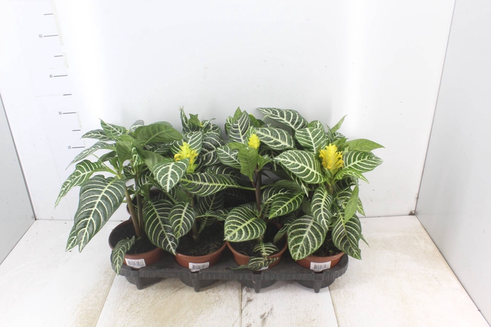 <h4>APHELANDRA COM FLOR P15 COM FLOR</h4>