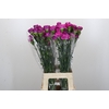 Dianthus St Tiepolo Fucsia