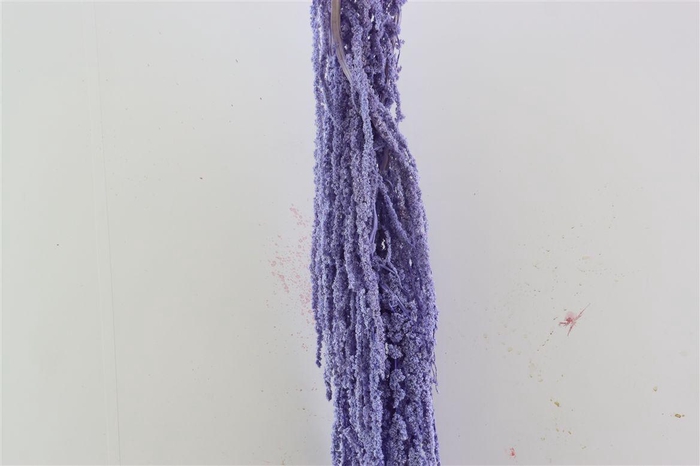 <h4>Pres Amaranthus Caud Milka Bunch</h4>