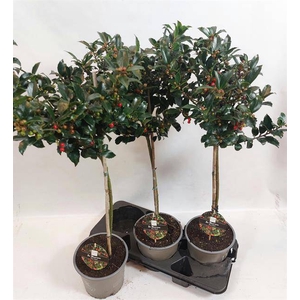 ILEX MES BLUE MAID P19 