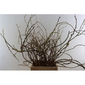 Salix Curly Locks