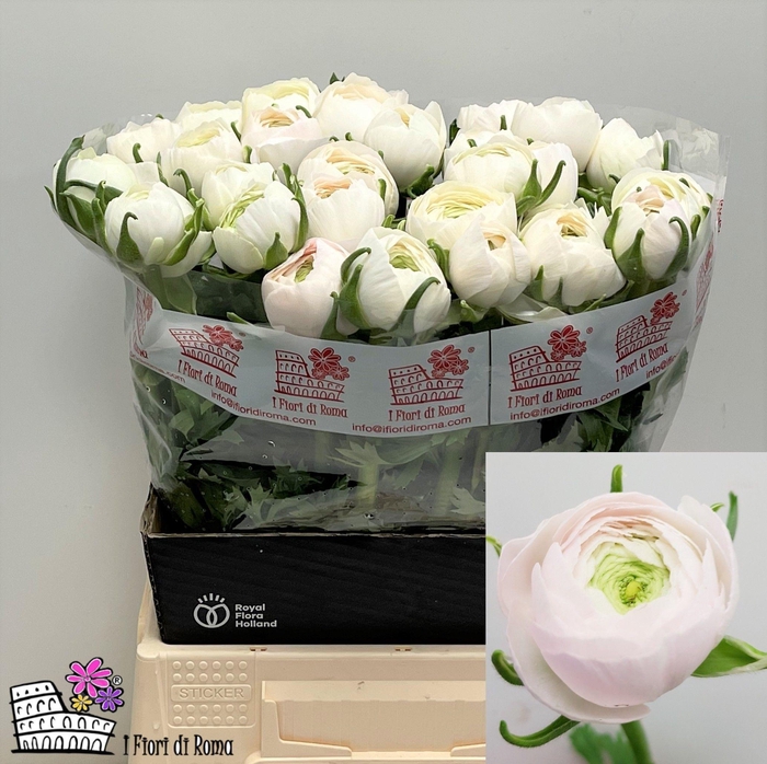 <h4>RAN SU HANOI</h4>