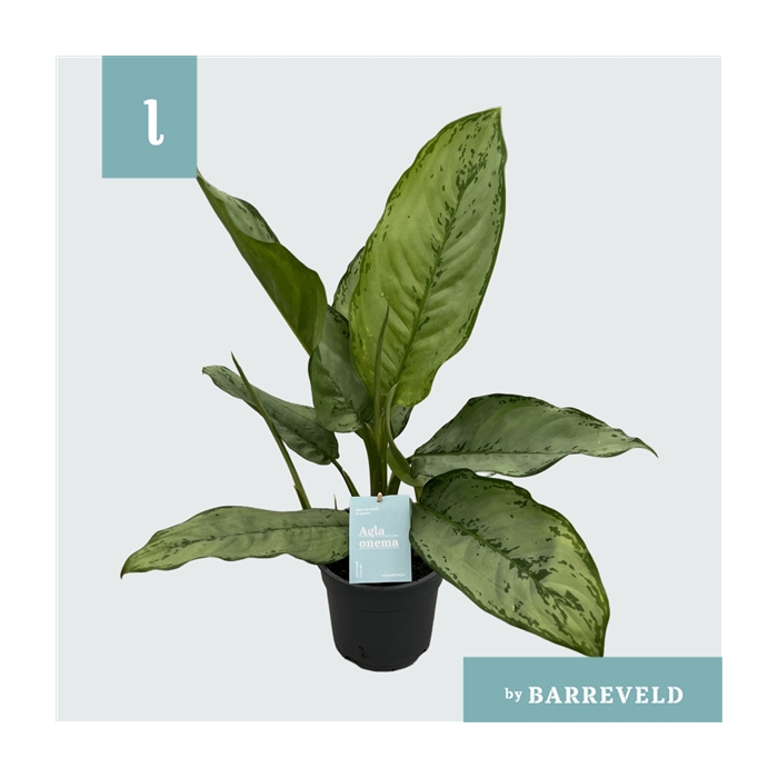 <h4>Green Agla 'Freedman' (Aglaonema)</h4>