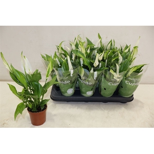 Spath Pearl Cupido
