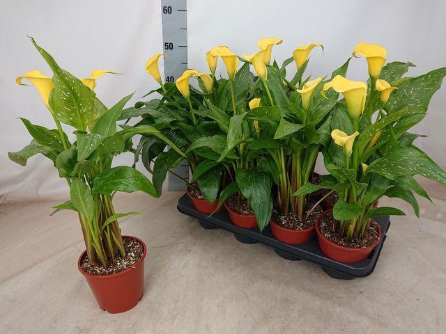 <h4>!! PROMO !! ZANT SUNCLUB P14</h4>