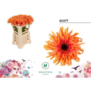 Gerbera Gerpasta Scott