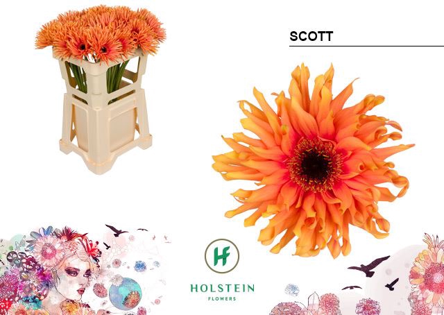<h4>Gerbera Gerpasta Scott</h4>