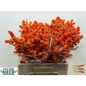 Ilex Ve Winter Gold