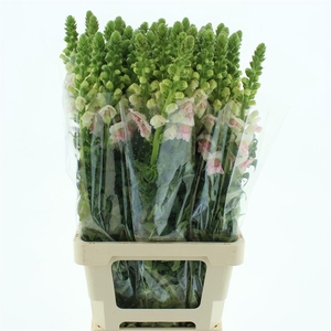 Antir Op Appleblossom Light