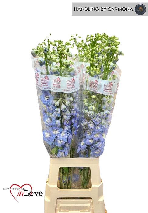 <h4>DELPH DU AUR L BLUE</h4>