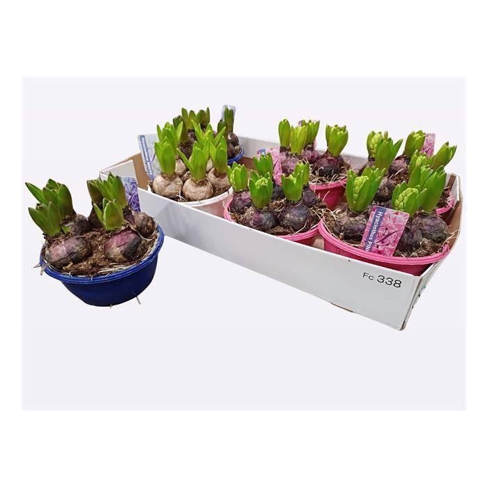 <h4>HYACIN GEM 3 KL</h4>